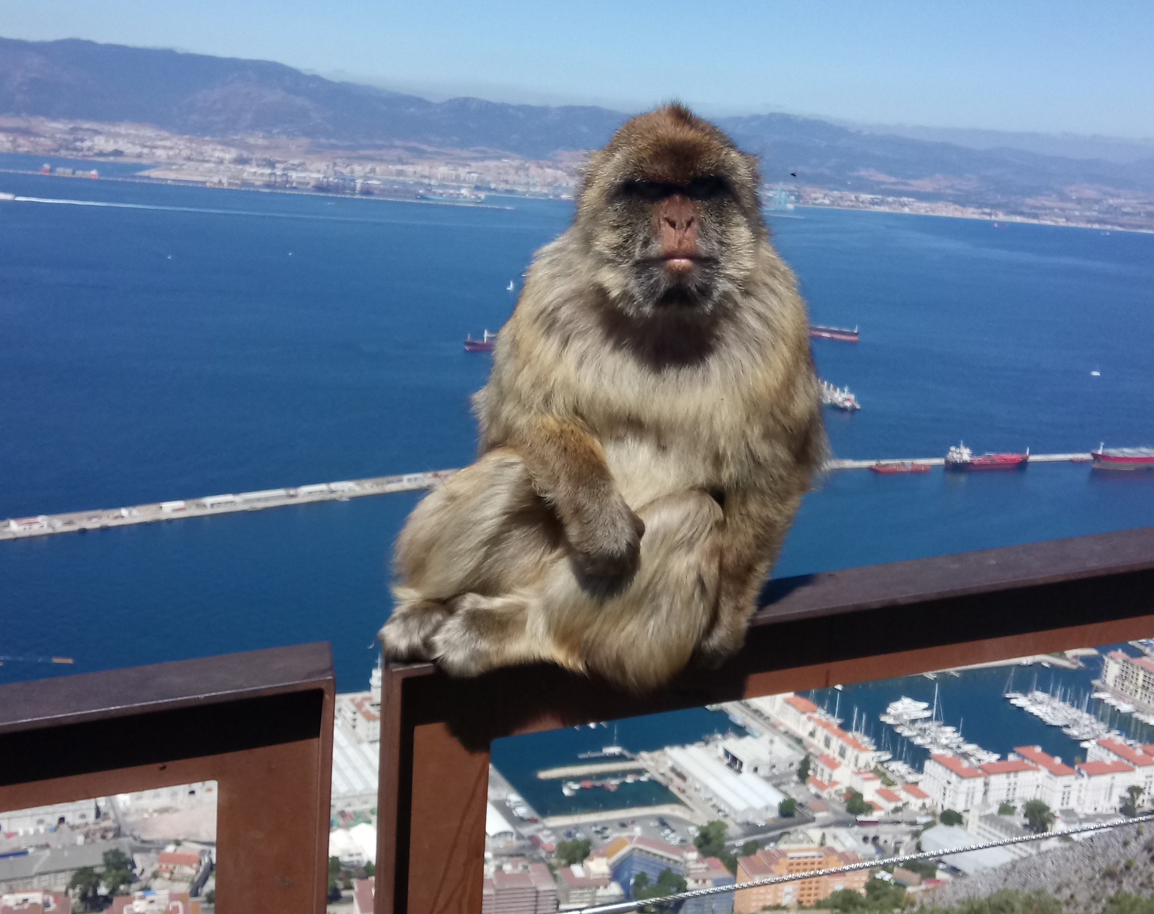 Hvordan får man en autentisk oplevelse af Gibraltar på trods af turistmasserne?