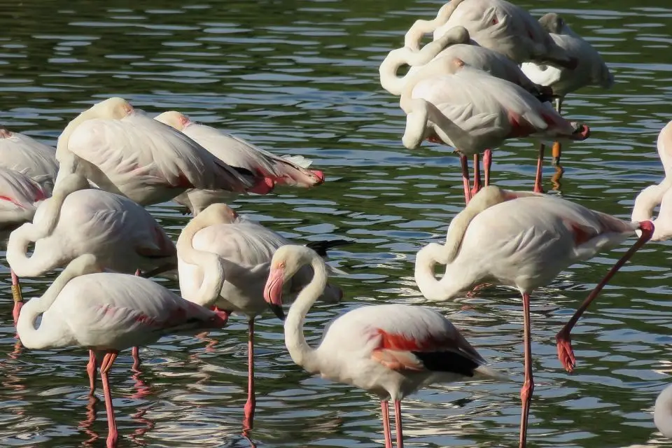 Flamingoer i Doñana-nationalparken, lige ved den hvide andalusiske landsby El Rocio Flamingoer i Doñana-nationalparken, lige ved den hvide andalusiske landsby El Rocio