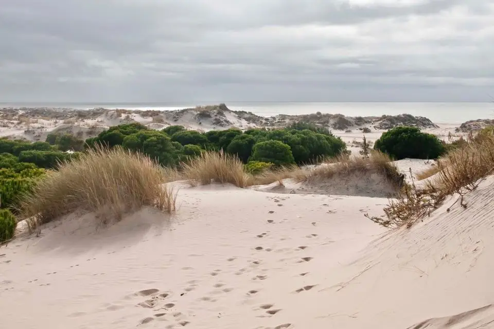 Doñana-nationalparken, lige ved den hvide andalusiske landsby El Rocio Doñana Nationalpark,, lige ved den hvide andalusiske landsby El Rocio