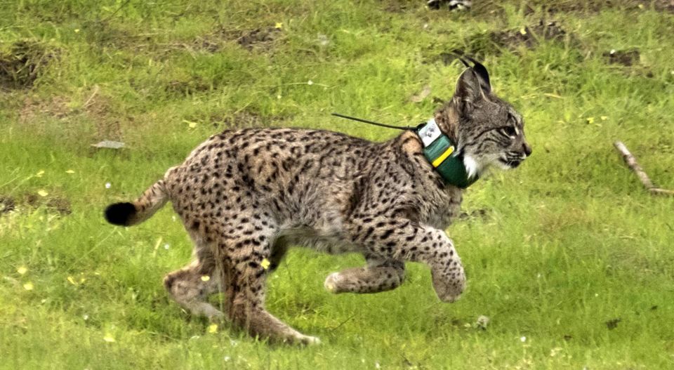Lynx ibérique en voie de disparition avec émetteur GPS