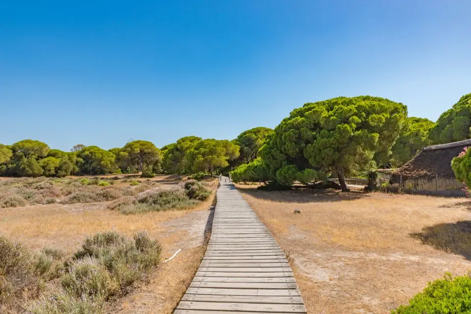 Sti i Doñana-nationalparken, lige ved den hvide andalusiske landsby El Rocio Sti i Doñana-nationalparken, lige ved den hvide andalusiske landsby El Rocio