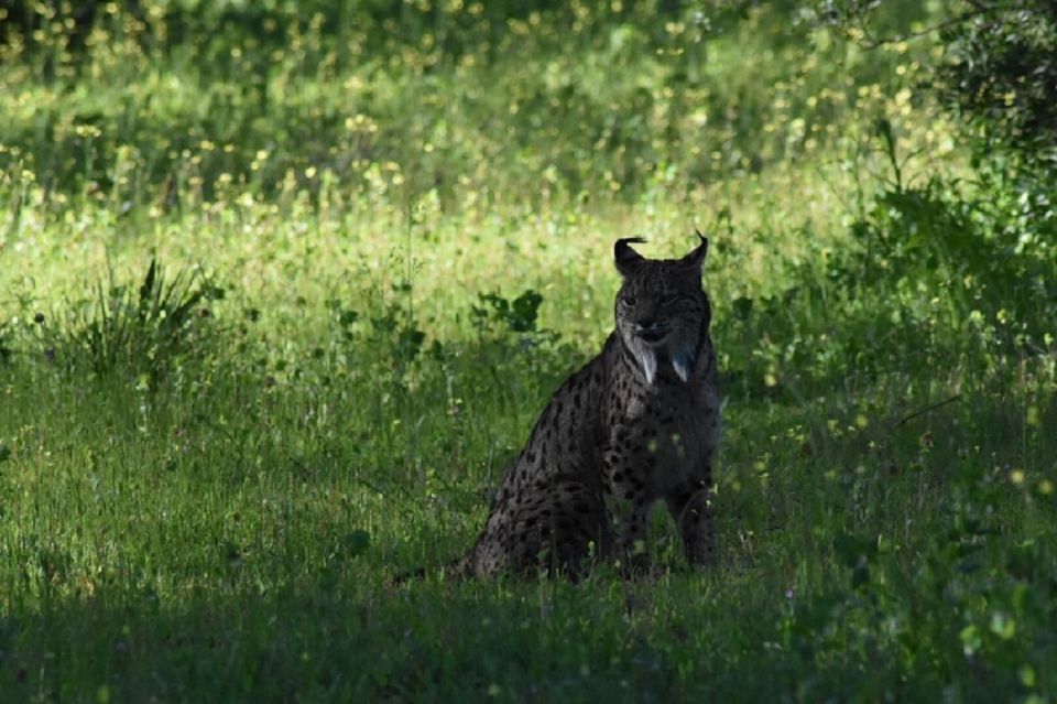 Lynx ibérique en voie de disparition