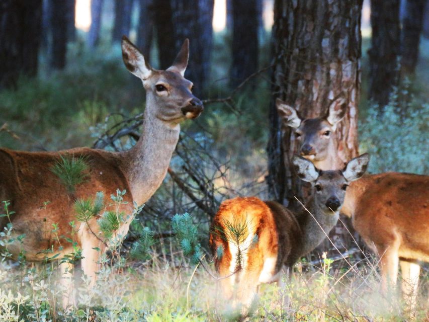 Wild animals in the Doñana National Park