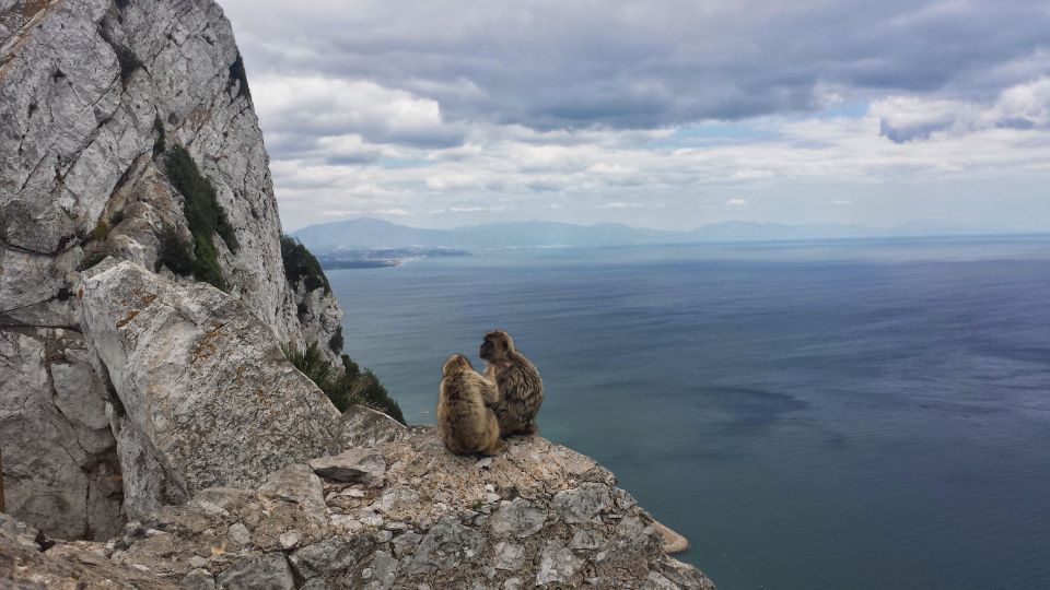 The monkeys on Gibraltar