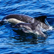 Delfinen bei Gibraltar