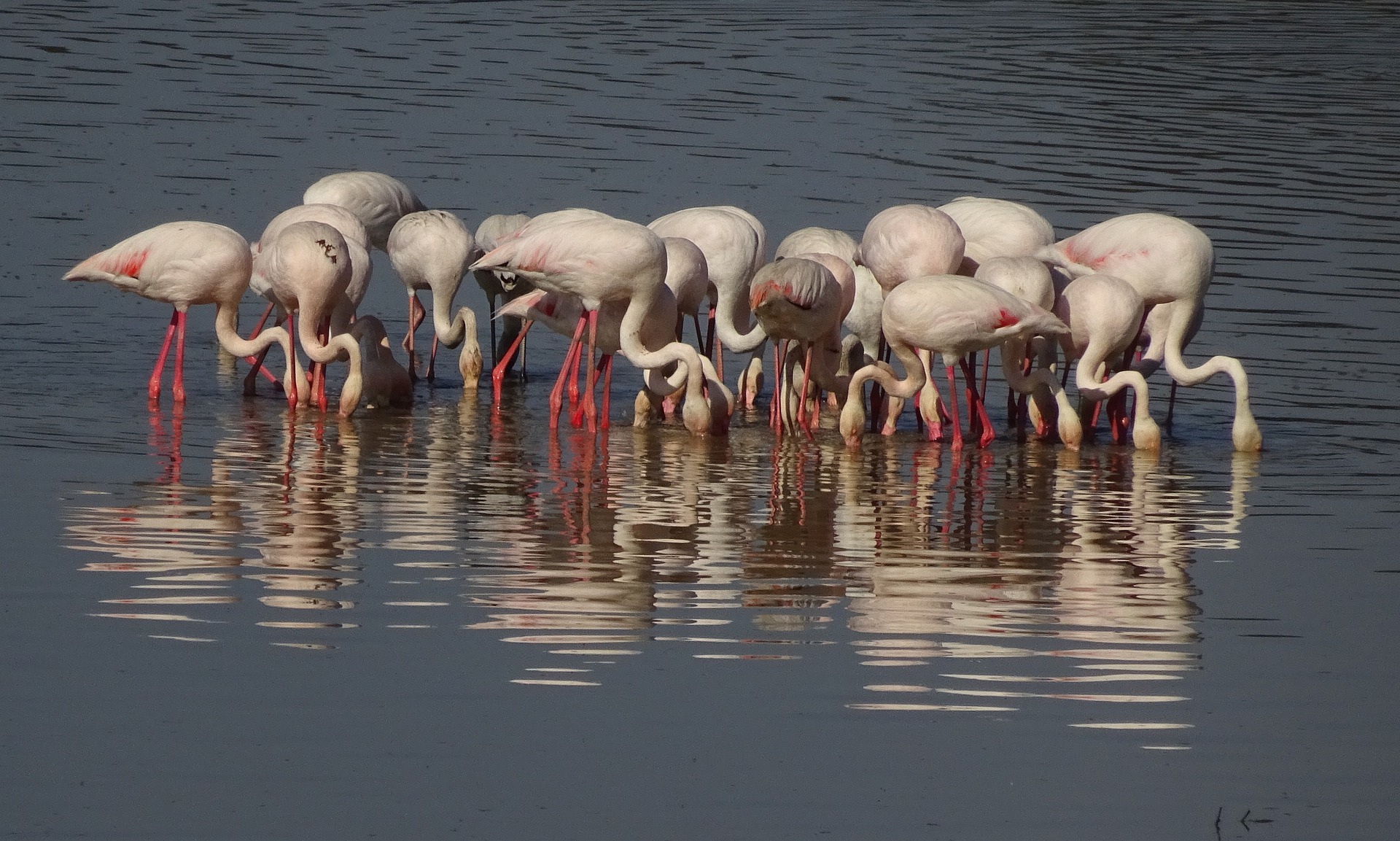 Flamingoer i deres naturlige omgivelser