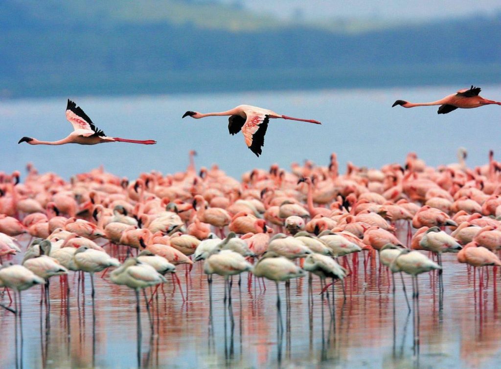 Oplev vilde flamingoer i deres naturlige omgivelser: Spaniens største naturlige sø ligger i Malaga-provinsen